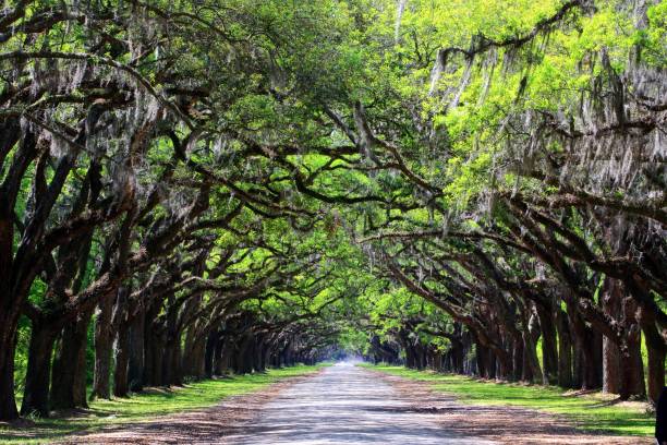 istock tunnel of oak trees 1160441931