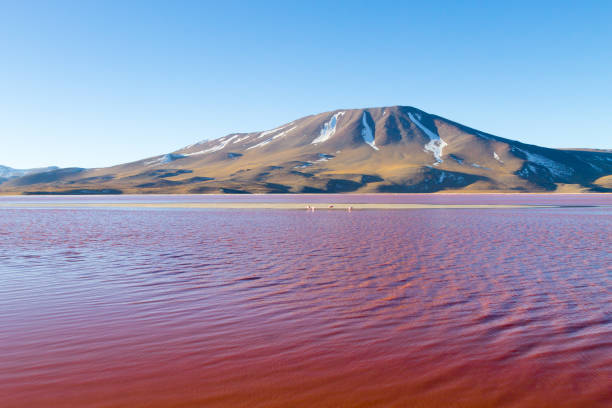 laguna colorada ansicht, bolivien - laguna colorada stock-fotos und bilder