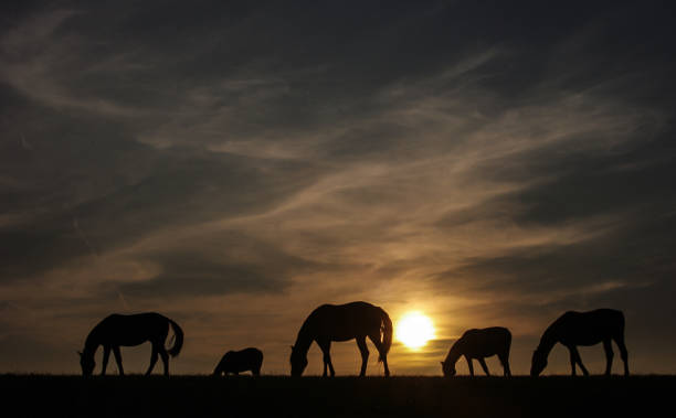 ржавый вид на закат с выпасом лошадей - dry landscape panoramic grass стоковые фото и изображения