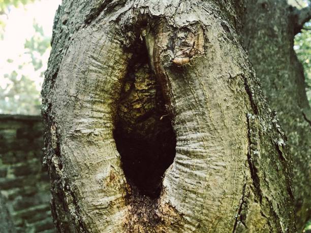 en el jardín inglés - tree hole bark brown fotografías e imágenes de stock