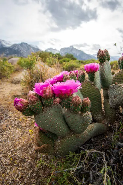 Photo of pink cactus flowers bloom in desert landscape Sierra Nevada mountains California