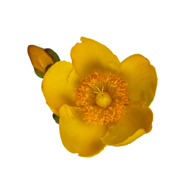 istock Yellow Hypericum Hidcote flowers isolated on white 1160447670