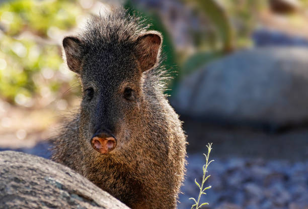 Sweet Faced Female Javelina A female Javelina looks directly at the camera. peccary stock pictures, royalty-free photos & images