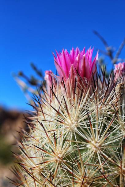 CORYPHANTHA ALVERSONII - CUSHION FOXTAIL - JOSHUA TREE NP - 060119 D