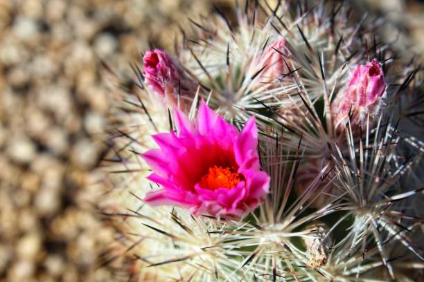 istock CORYPHANTHA ALVERSONII - CUSHION FOXTAIL - JOSHUA TREE NP - 060119 B 1160450184