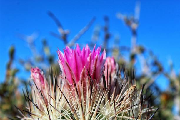 istock CORYPHANTHA ALVERSONII - CUSHION FOXTAIL - JOSHUA TREE NP - 060119 C 1160450189