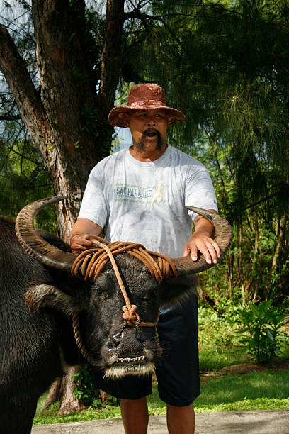 Rizal, Palawan, Philippines - March 13, 2008: Proud old happy farmer riding a philippine water buffalo, called carabao, in the rice fields