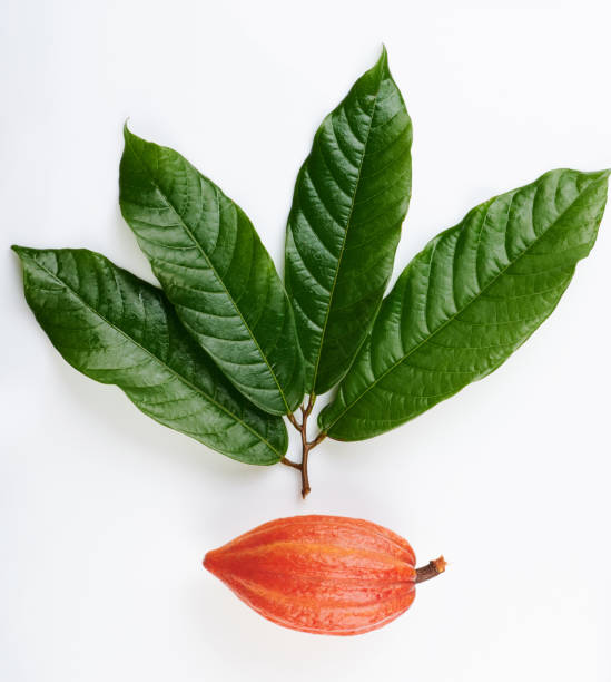 istock Cacao pod and green tree branch 1160452447