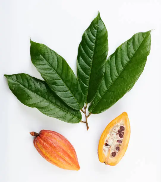 Fresh cacao harvest isolated on studio background above top view