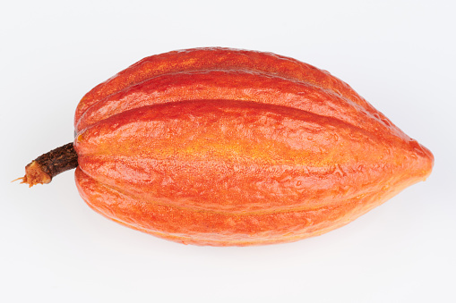 Orange color cacao pod isolated on white background close up view