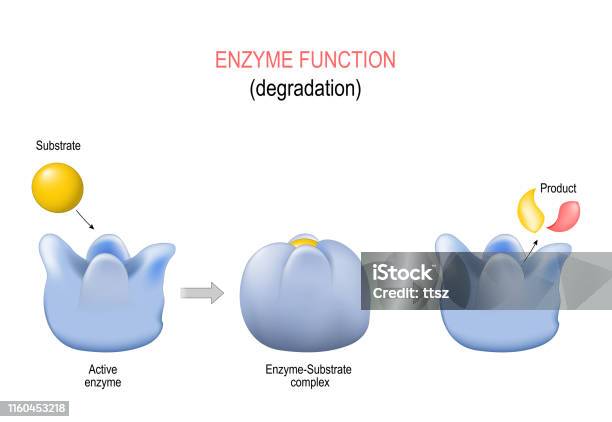 Lock And Key Model Degradation Metabolic Processes Stock Illustration ...