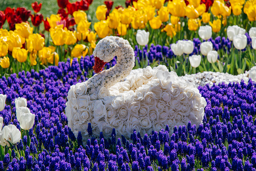 Swan figure made of flowers in the spring flower garden