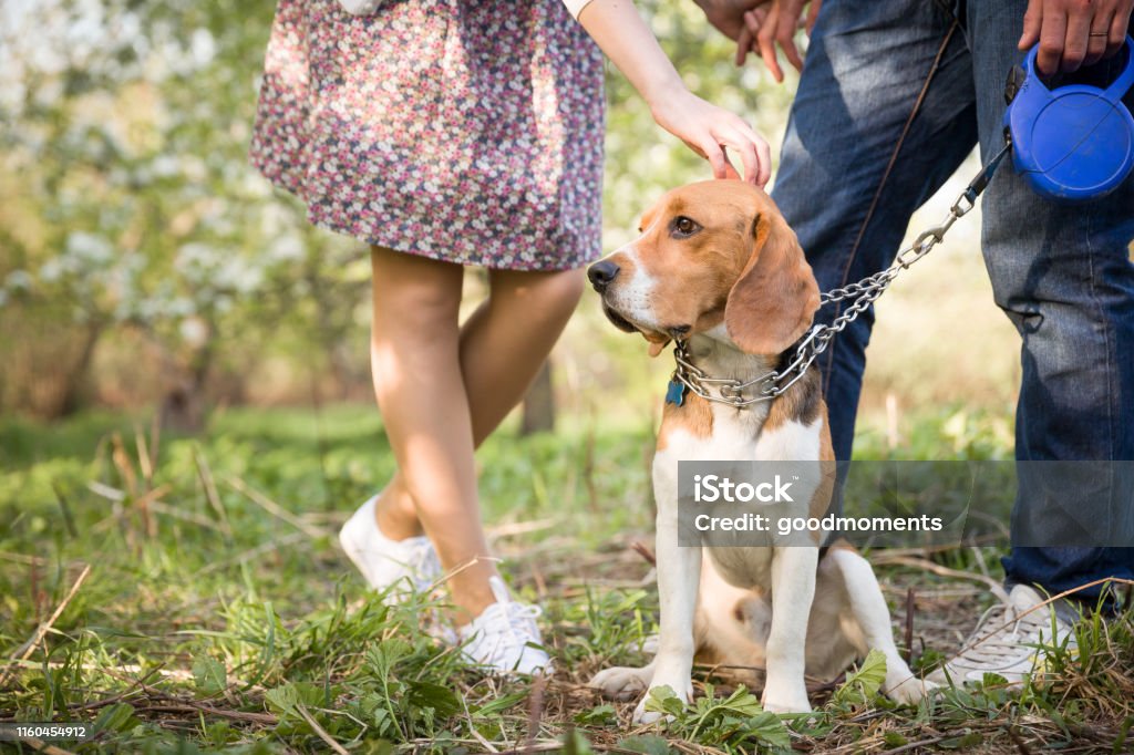 diario salón Comportamiento Primer Plano De Un Perro Mujer Y Hombre Con Su Lindo Perro En El Parque  Paseo De Verano Con Un Perro Perro De Raza Beagle Sentado En El Estante  Sobre Una Correa