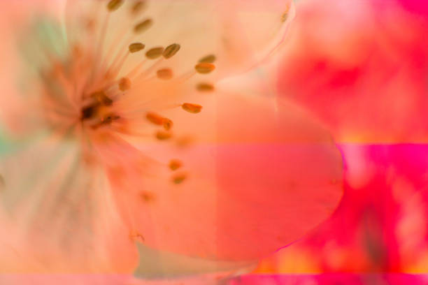 istock Neon colored fresh jasmine flower macro Close-up. Bright holographic foil background. Multicolor trendy backdrop. Copy space. Soft focus, blerred. Light distortion effect 1160455016