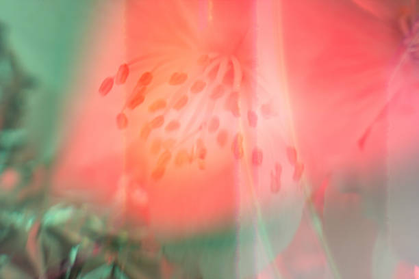 Neon colored fresh jasmine flower macro Close-up. Bright holographic foil background. Multicolor trendy backdrop. Copy space