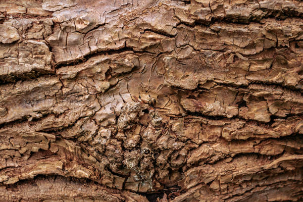 istock Wooden bark texture. High quality unique texture of tree bark. Close up backdrop. 1160455100