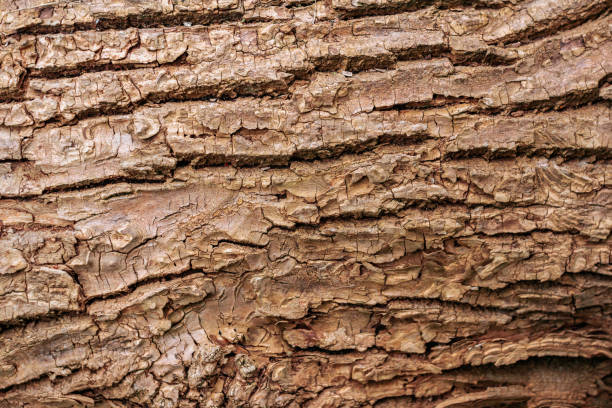 istock Wooden bark texture. High quality unique texture of tree bark. Close up backdrop. 1160456676