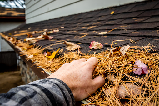 A man cleaning a roof gutter full of dead leaves and pine needles during autumn in Canada.
