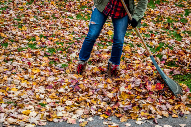 istock Woman raking her yard during autumn. 1160457362