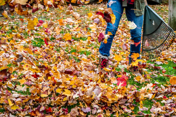 istock Woman raking her yard during autumn. 1160457366