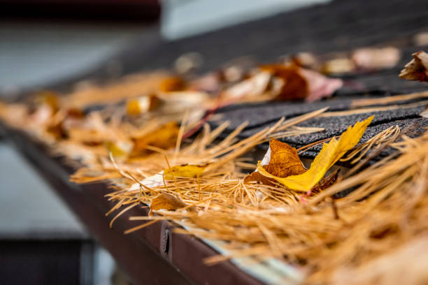 A roof gutter full of dead leaves and pine needles during autumn in Canada.