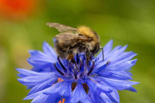 istock Macro of bumblebee feeding on a cornflower 1160458299