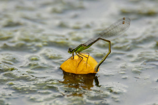 istock The blue-tailed damselfly (common bluetail) laying eggs to water 1160458367
