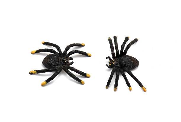 istock Two plastic Spider Toys isolated on white Background 1160460530
