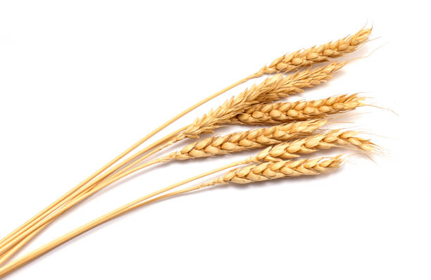 istock Dry Wheat ears isolated on white Background 1160460532