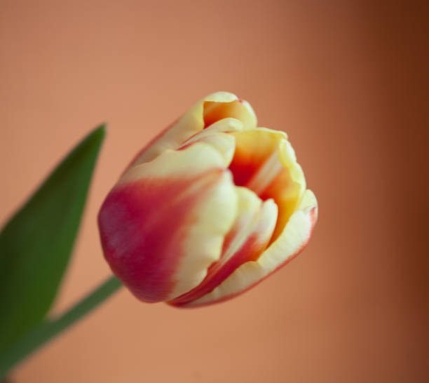 istock bouquet of tulips 1160462585