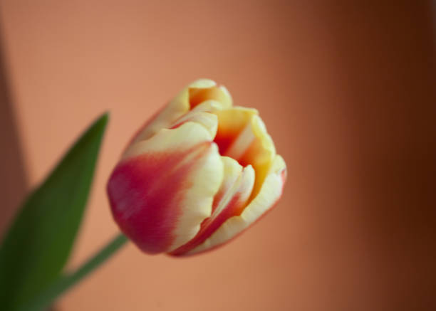 istock bouquet of tulips 1160462633