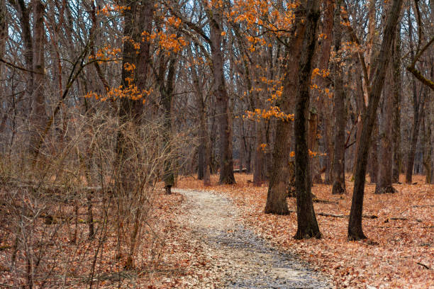 A forest trail with autumn colored fallen leaves in the Chicago suburb of Willow Springs