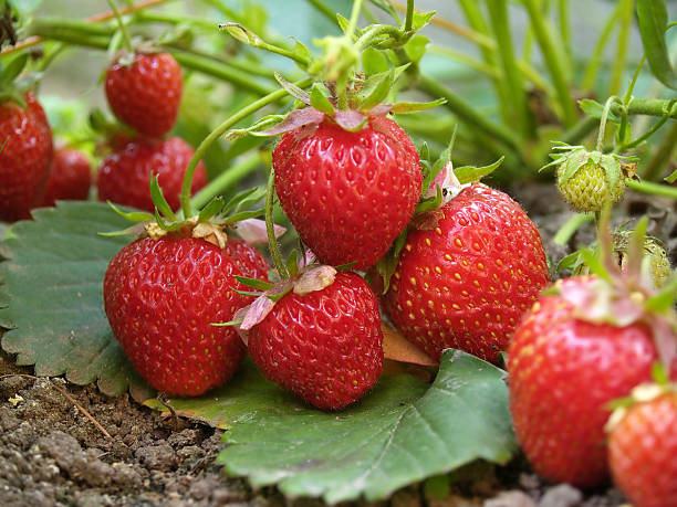 istock Bush of strawberry 116047037