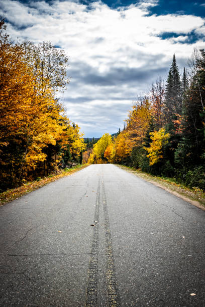 istock Forest and mountain during autumn. 1160471515