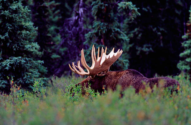 Bull Moose Bull Moose in the forest alces alces gigas stock pictures, royalty-free photos & images