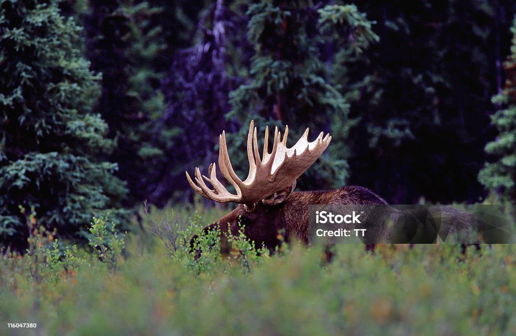 Samiec łosia - Zbiór zdjęć royalty-free (Alaskan Moose)