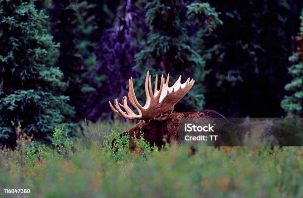 Samiec Łosia - zdjęcia stockowe i więcej obrazów Alaskan Moose - Alaskan Moose, Krzew, Stan Alaska