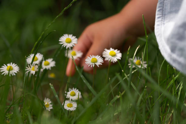 istock child hand pick up a daisy flower in the background 1160473874