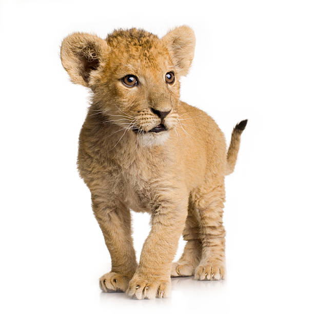 cachorro de león (3 meses - cachorro de león fotografías e imágenes de stock