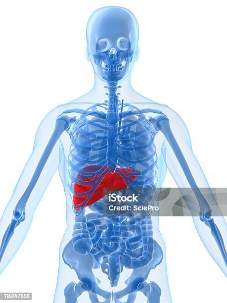 Evidenziato Fegato - Fotografie stock e altre immagini di Addome - Addome, Addome umano, Anatomia umana