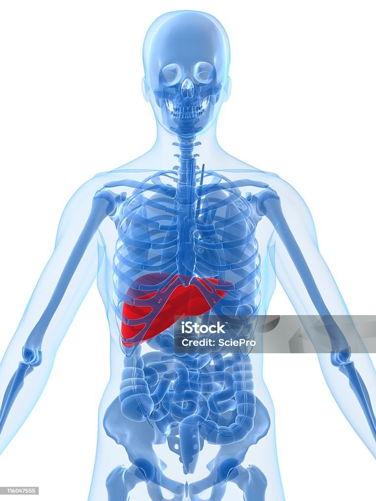 ハイライトされた肝臓 - 3Dのロイヤリティフリーストックフォト