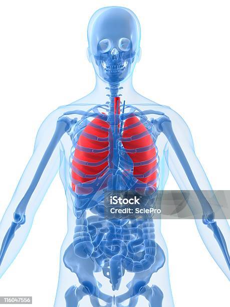 Hervorgehoben Lunge Stockfoto und mehr Bilder von Anatomie - Anatomie, Bauch, Biologie