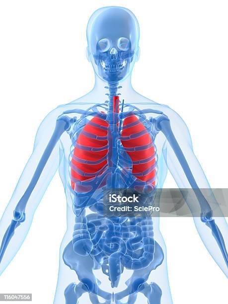 Photo libre de droit de Poumon En Surbrillance banque d'images et plus d'images libres de droit de Abdomen - Abdomen, Anatomie, Biologie