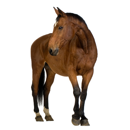 Horse in front of a white background.