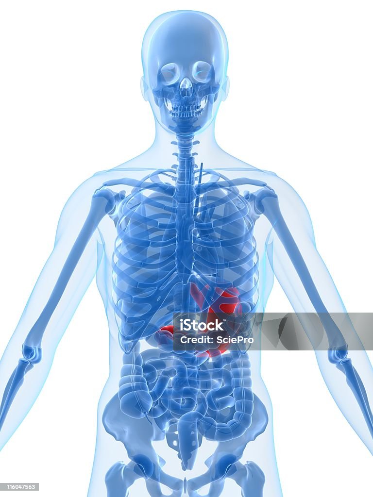 highlighted stomach human anatomy - highlighted anatomy Anatomy Stock Photo