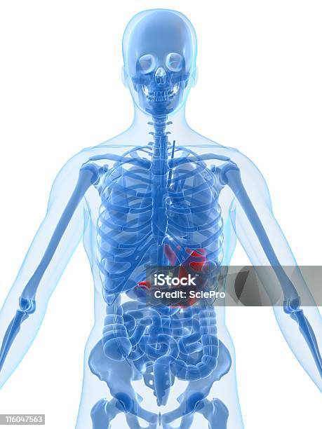Highlighted Stomach Stock Photo - Download Image Now - Anatomy, Three Dimensional, Abdomen