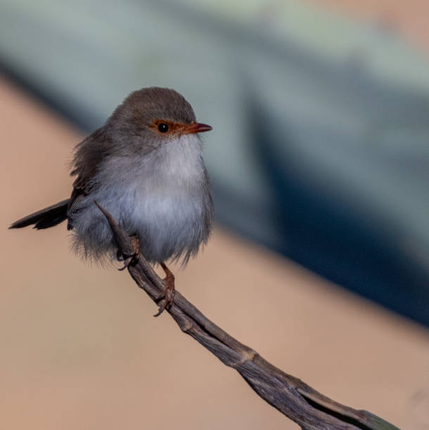 istock Female Superb Fairy Wren 1160475664