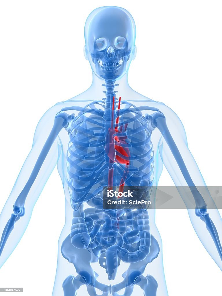 highlighted heart human anatomy - highlighted heart Anatomy Stock Photo