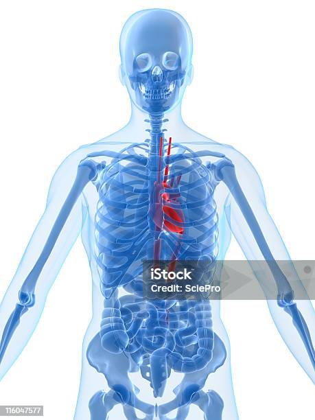 Highlighted Heart Stock Photo - Download Image Now - Anatomy, Three Dimensional, Abdomen