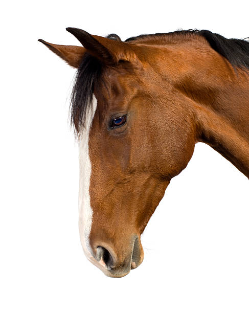 istock Head of brown horse with black mane 116047583